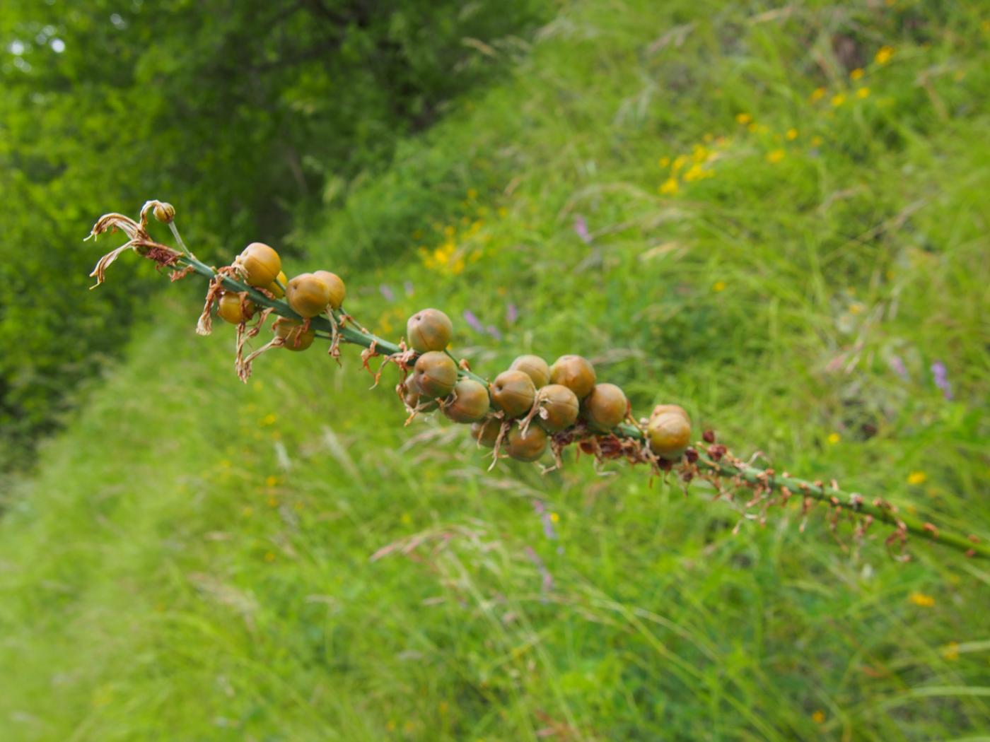 Asphodel, (Cherry) fruit